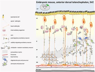 Therapeutic Plasticity of Neural Stem Cells